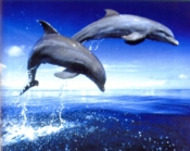 jumpingdolphins